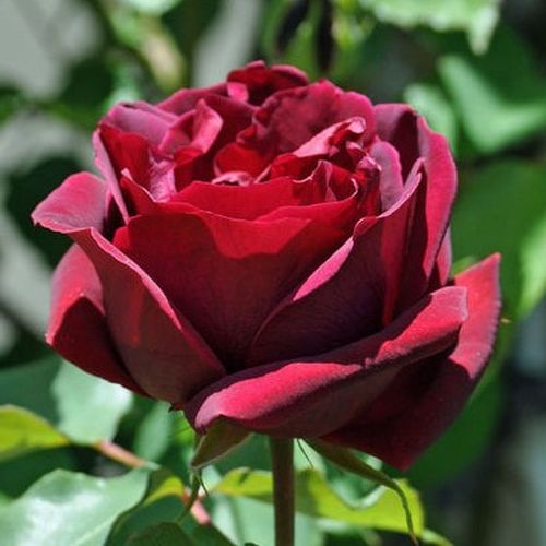 E-commerce, vendita, rose, in, vaso rose climber - rosso - Rosa Étoile de Hollande - rosa intensamente profumata - Mathias Leenders - ,-